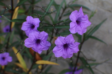 four purple flowers in a garden