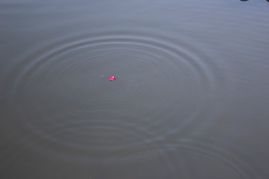 Pink Flower Dropped in Water 