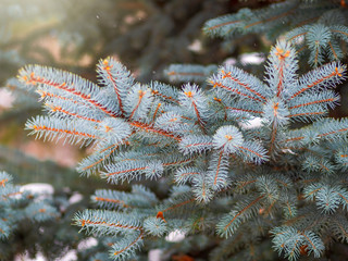 Snow-covered branches of blue spruce with needles in the sunset light