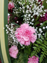 Closeup of beautiful pink flower blurred background.