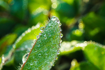 drops on leaf