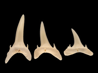 Three sand tiger shark teeth, Carcharias taurus cECP 2020
