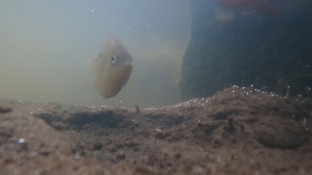 Underwater shoot Orange chromide,Etroplus maculatus one fish