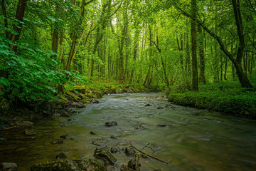River in Forest
