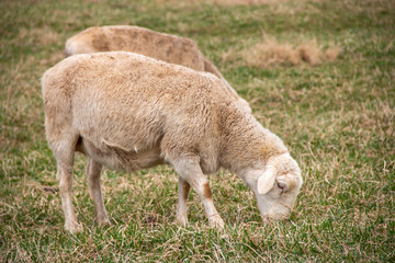 Obraz na płótnie Canvas Sheep grazing in a green field