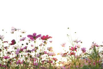 Obraz na płótnie Canvas pink flowers on a white background cosmos
