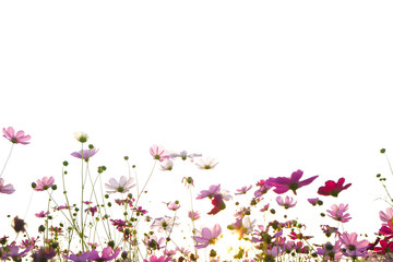 Fototapeta na wymiar pink flowers on a white background cosmos