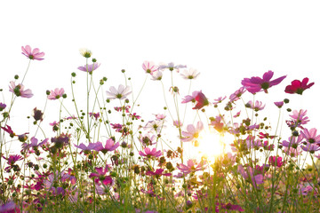 Obraz na płótnie Canvas pink flowers on green grass background cosmos 