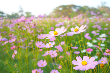 Fototapeta na wymiar field of daisies cosmos flower
