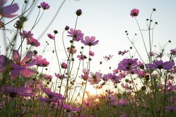 flowers on a background of blue sky cosmos