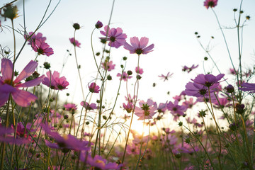 pink flowers on a background cosmos