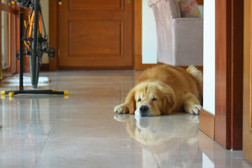 Dog Golden Retriever  Sleeping Happily in Living Room