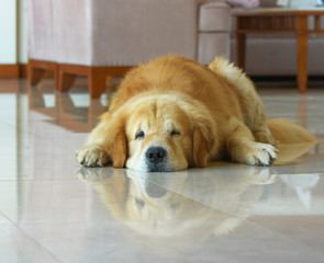 Dog Golden Retriever  Sleeping Happily in Living Room