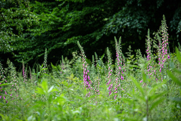 Meadow with blooming foxgloves