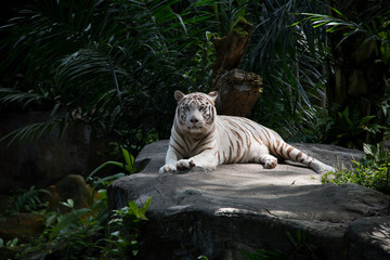 White Tiger in the Zoo