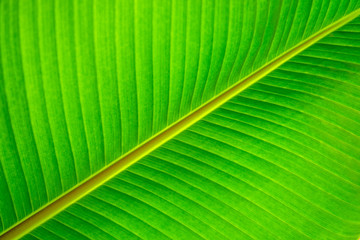 Beautiful nature view of green leaf on blurred greenery background in garden and sunlight with copy space using as background natural green plants landscape, ecology, fresh wallpaper concept.
