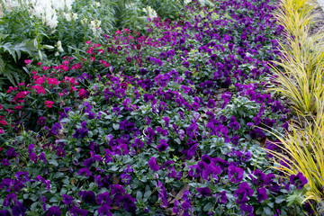 Purple Flowers in Garden 1