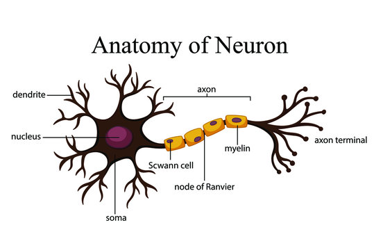 Neuron Cartoon Photos Royalty Free Images Graphics Vectors Videos Adobe Stock Download high quality neuron cartoons from our collection of 41,940,205 cartoons.
