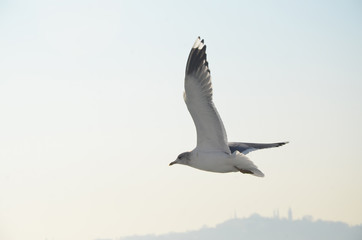 Flying Seagull at Istanbul withe the skyline behind.