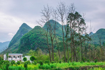 Mountain and tree scenery