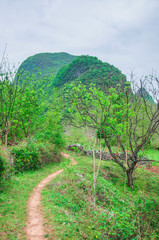 Road in the forest