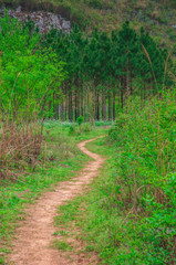 Fototapeta na wymiar The path in the forest
