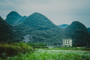 Mountain and tree scenery