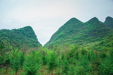 Mountain and tree scenery