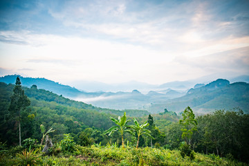 Natural views, green forests and fog