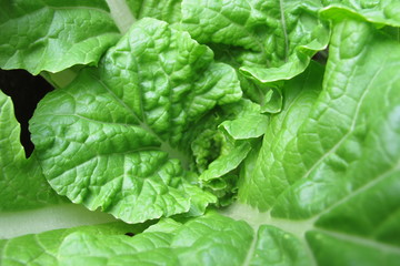 Lettuce Leaf Lines, Lactuca sativa, Green Vegetables, Background