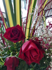 Closeup of beautiful red roses blurred background.