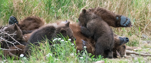 Female adult coastal brown bear laying on her back in the wilderness while nursing three spring cubs.