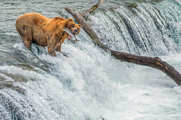 Adult coastal brown bear feeds on salmon as they make their way up and over waterfalls on route to the natal waters.
