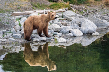 Adult coastal brown bear standing on the bank of a still river and reflected in mirror like surface of the water.