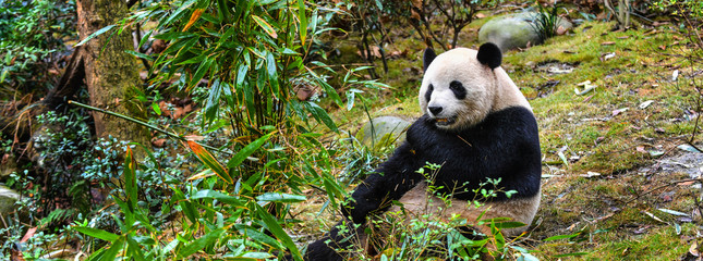 Giant panda eating bamboo in China © I Viewfinder