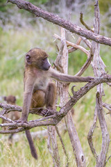 Juvenile chacma baboon isolated on a dry tree in the wild
