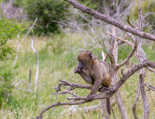 Juvenile chacma baboon isolated on a dry tree in the wild