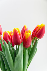 Bouquet isolated red yellow tulips in vase
