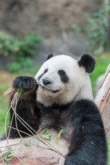 Fototapeta premium Giant panda bear eating bamboo leaf