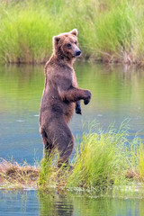 Vertical view of adult coastal brown bear standing tall on back legs in shallow river water and looking around.