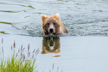 Adult coastal brown bear swimming with only head above water and reflecting in mirror-like surface.