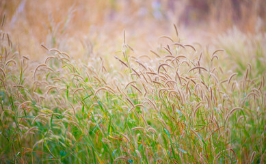 Natural grass flowers in the field