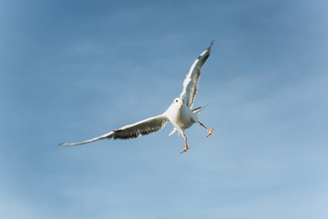 One seagull flies against a blue sky