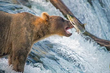 Fotobehang Beer Adult coastal brown bear feeds on salmon as they make their way up and over waterfalls on route to the natal waters.  ©  Tom Fenske