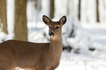 Deer. White-tailed deer on snow . Natural scene from Wisconsin state park. Hind and older fawn.