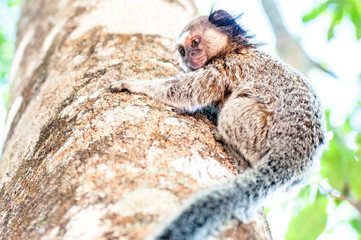 Callithrix monkey