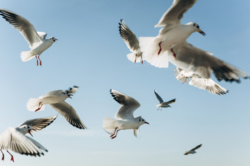 A group of seagulls