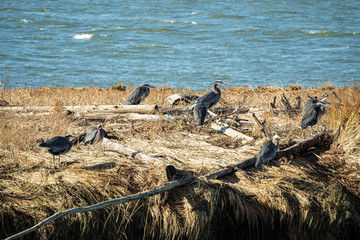 a flock of great blue herons resting on the brown grasses covered islet on a sunny day