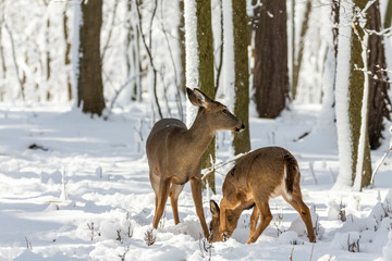 Deer. White-tailed deer on snow . Natural scene from Wisconsin state park. Hind and older fawn.