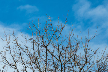 dense leafless branches under the cloudy blue sky on a cold morning 